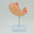 PNT-0459 Modèle anatomique de l&#39;estomac humain grandeur nature